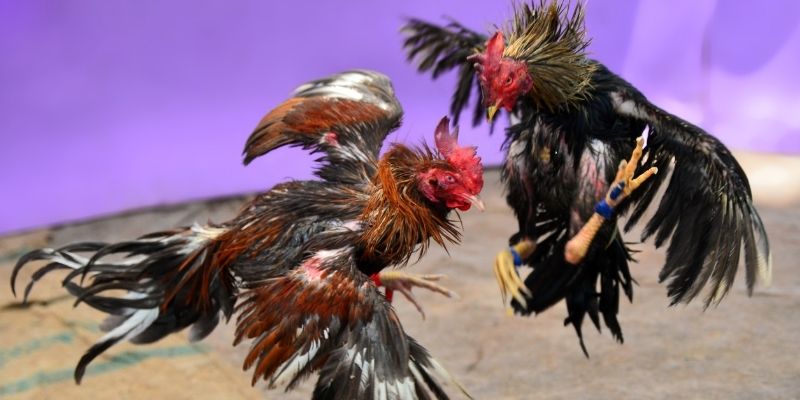 98 win KM Game Bài 3d