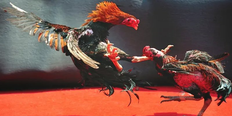 98 win bắn cá h5 chơi ngay