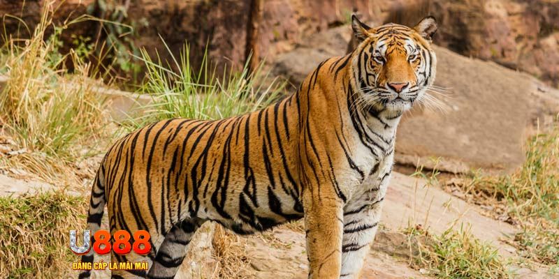 98 win xổ số bình thuận