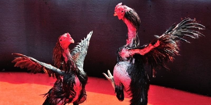 98 win thị trường baccarat là gì