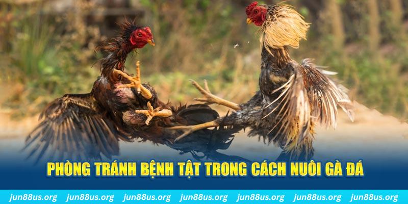 98 win đăng nhập phỏm online