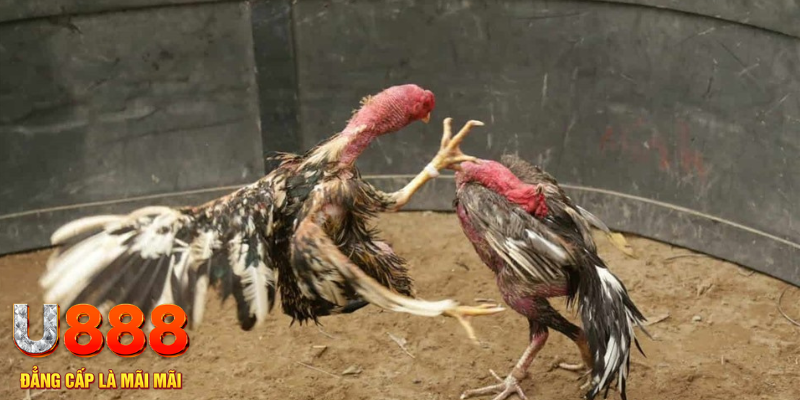 98 win đăng nhập tiến lên miền nam số 1